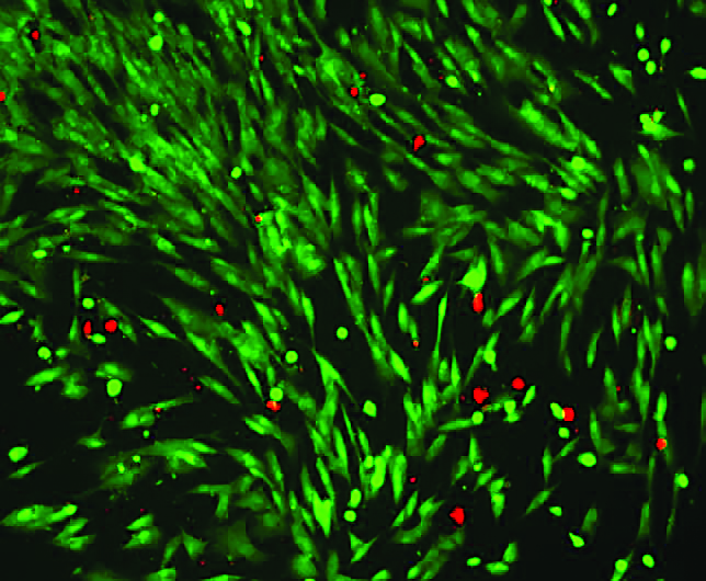 The microswimmers are compatible with biological cells. PICTURE: VARUN SRIDHAR AND CO-AUTHORS