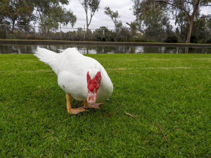 The Zinc Lakes has become a dumping ground for pet ducks. PICTURE: EVE-LYN KENNEDY