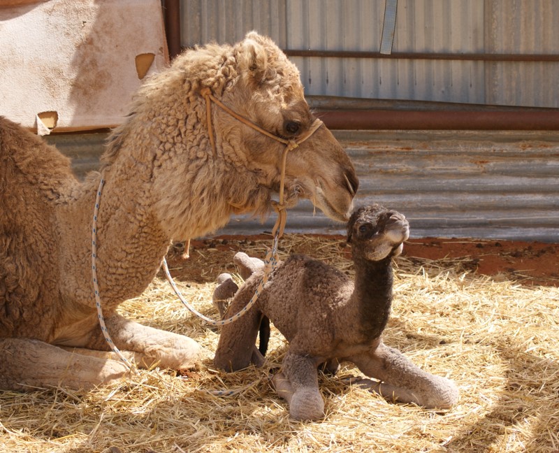 Alice the camel and her first calf, who you can help name.