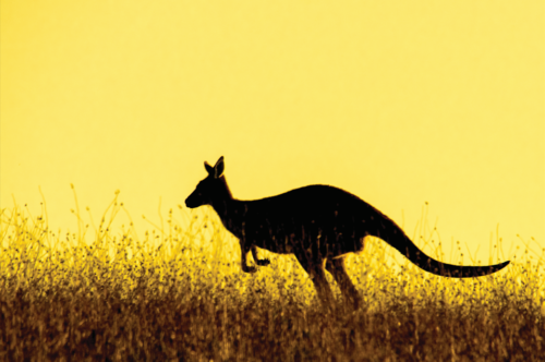 Kangaroo at dawn